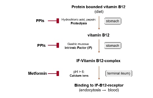 PDF) PROTON PUMP INHIBITOR USE AND VITAMIN B12 DEFICIENCY IN A LEBANESE  POPULATION